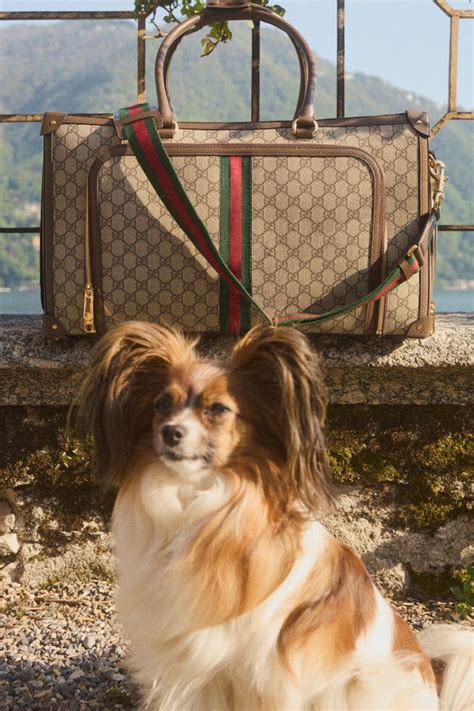 gucci pet 1:1|mytheresa gucci pets.